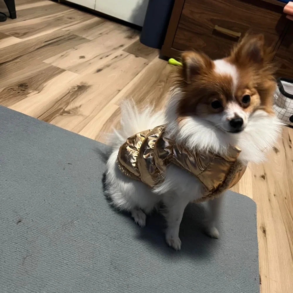 Brand new gold puffer dog jacket – Size Medium 💛🐶